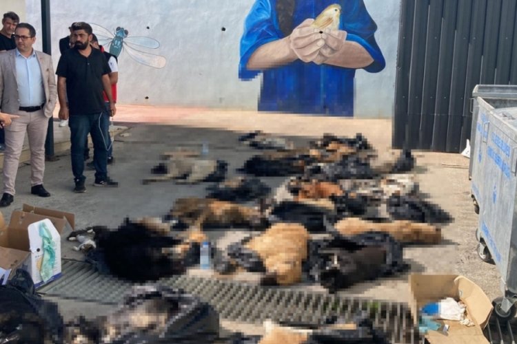 Kocaeli'de hayvan katliamı: &Ccedil;&ouml;p poşetlerinde 30 k&ouml;pek, 14 kedi ve 1 karga &ouml;l&uuml; bulundu