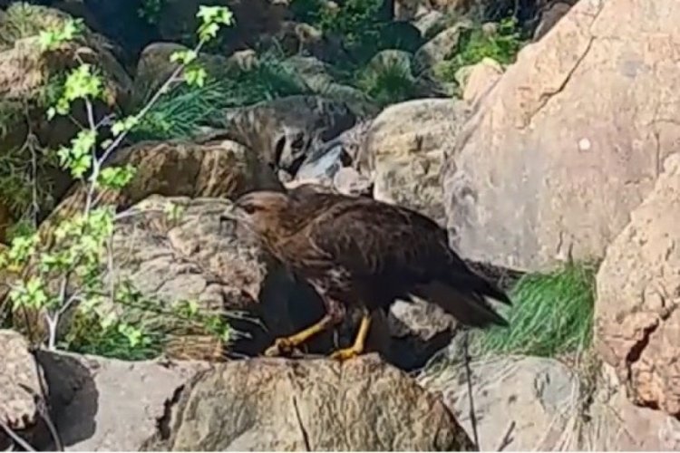 Muğla'nın ormanlarında yaban hayatın zenginliği fotokapana takıldı