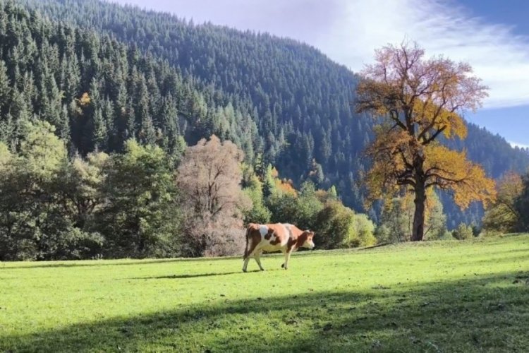 Artvin'de sonbahar g&uuml;zelliği!