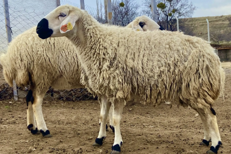 Bursa'da ağıla giren köpekler 13 koyunu yaraladı 