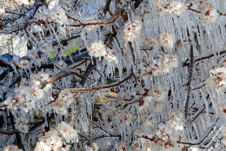 Meteoroloji'den Bursa ve &ccedil;evresi i&ccedil;in zirai don uyarısı