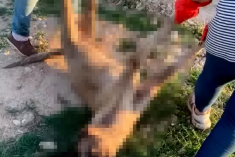 Kırklareli &ccedil;&ouml;pl&uuml;ğ&uuml;nde &ouml;l&uuml; kedi ve k&ouml;pekler bulundu!