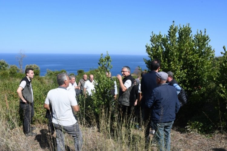 Bursa Mudanya'da vatandaşlar defne üretimi hakkında bilgilendirildi