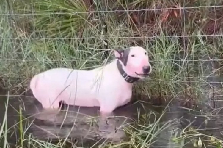 Kasırga sırasında köpeğini terk eden adam için 5 yıl hapis isteniyor