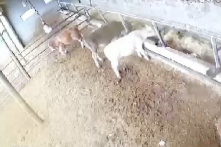 Sivas'ta depremde ineklerin paniği kamerada