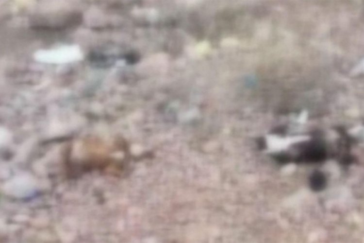 Ankara'da 7 k&ouml;pek &ouml;l&uuml; bulundu!