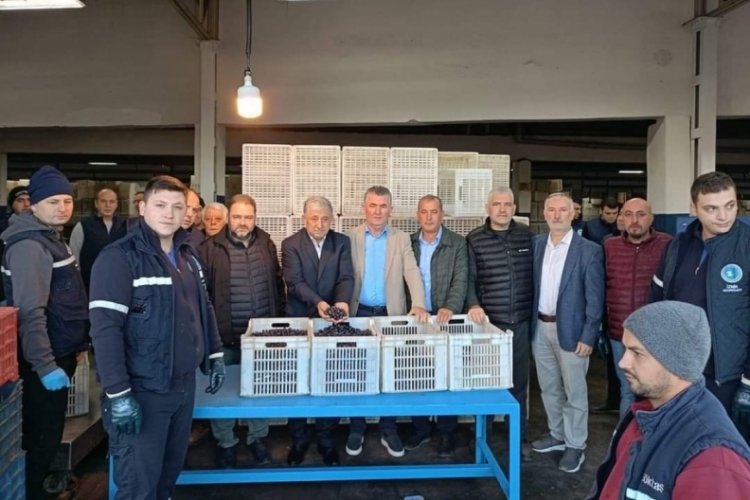 Marmarabirlik'te Zeytin Alım Kampanyası başladı