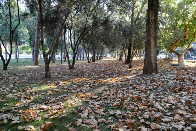 Manisa'da sonbahar büyüledi