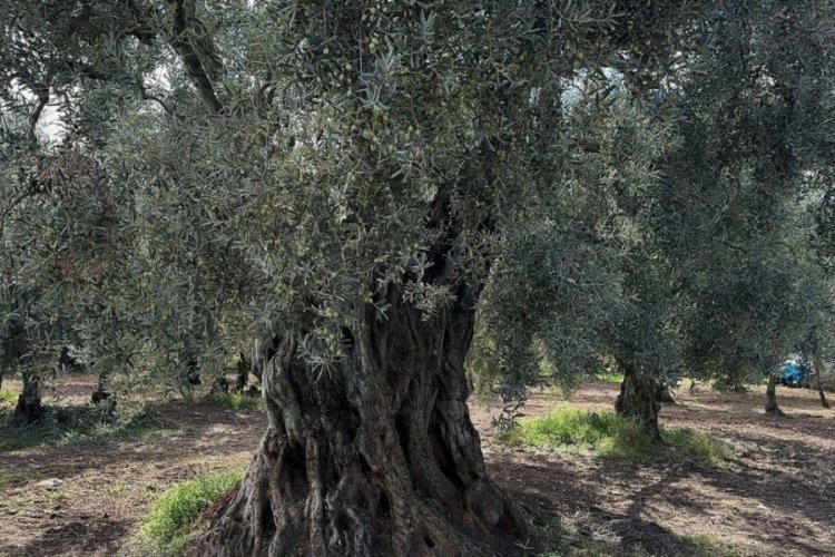 Bursa'da bin 700 yıllık zeytin ağaçları hala ürün veriyor 