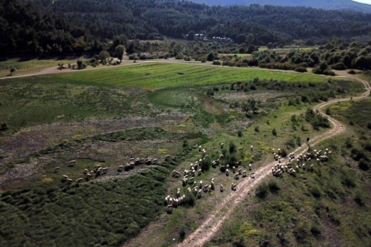 Bursa'da barajın yüzde 90'ı kurudu: Artık koyun otlatılıp, otomobille geziliyor