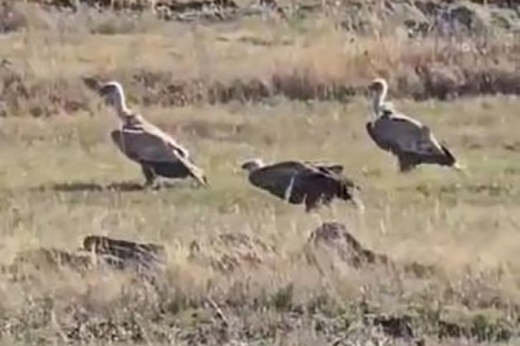 Ardahan'da karayolunda akbaba sürüsü kameralara yansıdı