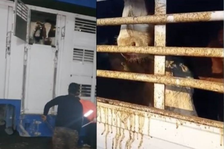 Kapıkule'de yine hayvanlara zul&uuml;m