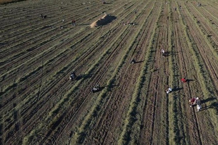 30 dönümlük tarlayı hayrına vatandaşa bıraktı 