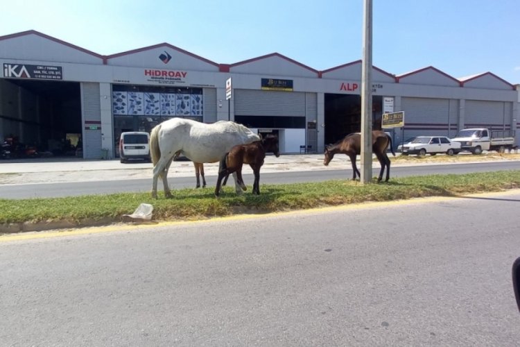 Aydın'da başıboş atlar tehlike sa&ccedil;ıyor