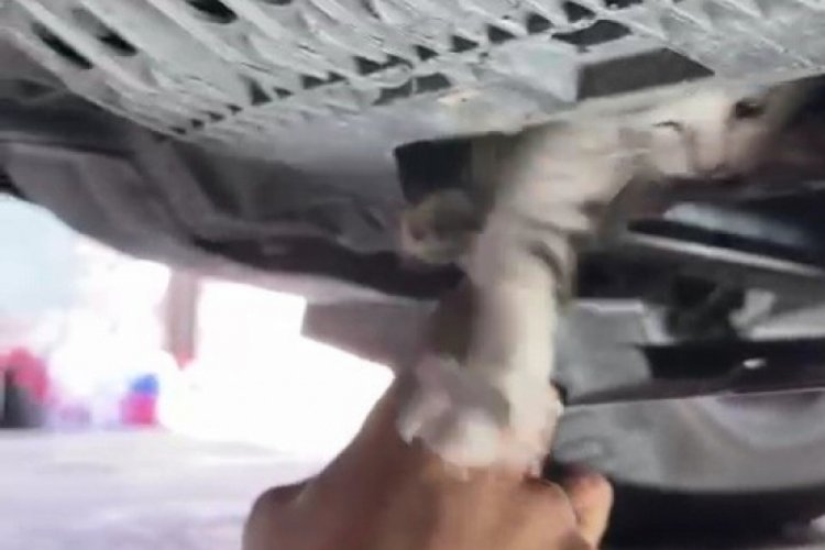 Karab&uuml;k'te ara&ccedil;ta mahsur kalan kediyi tamirci kurtardı!