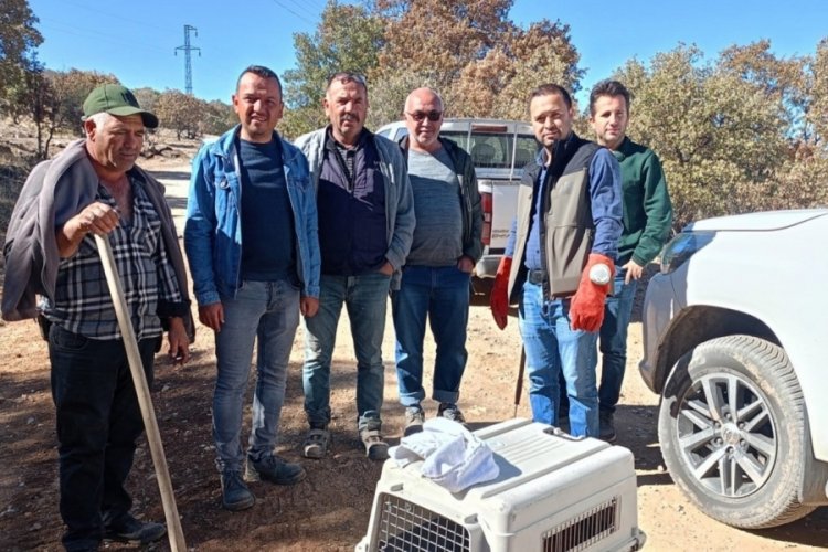 Afyonkarahisar'da yaralı &ccedil;akal ve kızıl şahin tedavi altına alındı