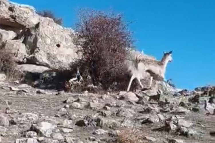 Mardin dağlarında ilk defa ceylan kameralara yansıdı