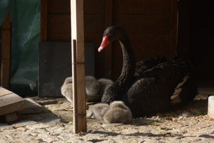 Kuğulu Park'ta 5 kuğu yavrusu dünyaya geldi