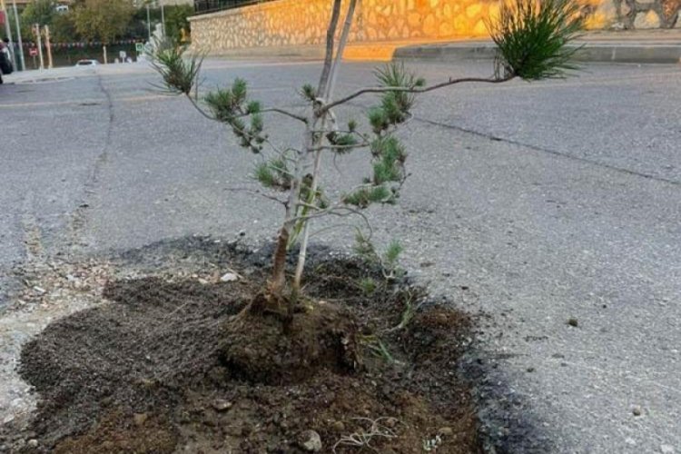 Bursa'da sokaktaki çukur için fidanlı protesto amacına ulaştı