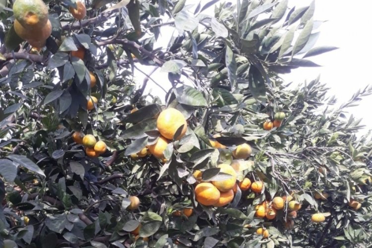 Aydın'da narenciye zararlıları ile m&uuml;cadele