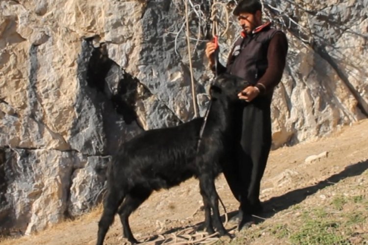 Kayalıklarda mahsur kalan 4 ke&ccedil;i kurtarıldı