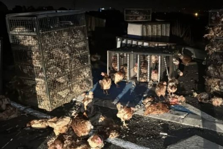 Tırın devrilmesi sonucu 7 bin tavuk yola sa&ccedil;ıldı