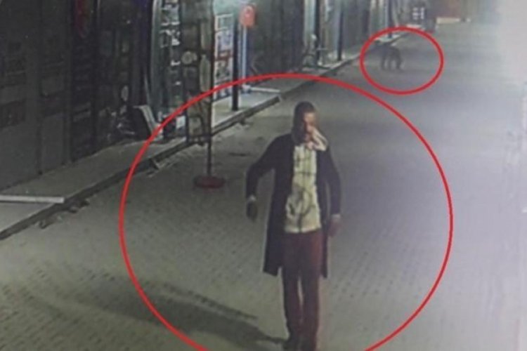 Kedileri sokak k&ouml;peklerine par&ccedil;alatan enselendi