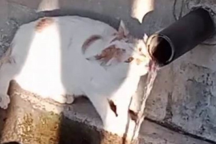 &Ccedil;eşmeden kana kana su i&ccedil;en kedinin sevimli halleri kaydedildi