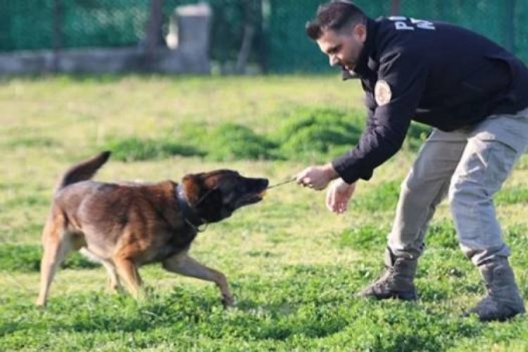 Narkotik k&ouml;peği Ares operasyonda hayatını kaybetti