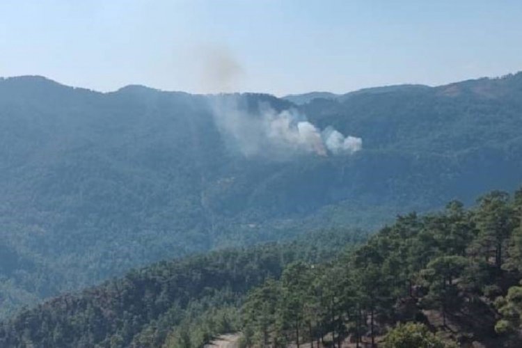Muğla'da orman yangını