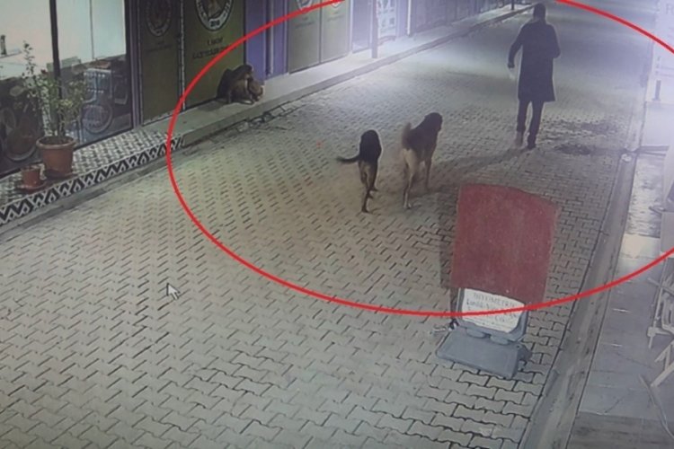 Kedileri k&ouml;peklere par&ccedil;alatan madde bağımlısı şahıs adli kontrol şartıyla serbest bırakıldı