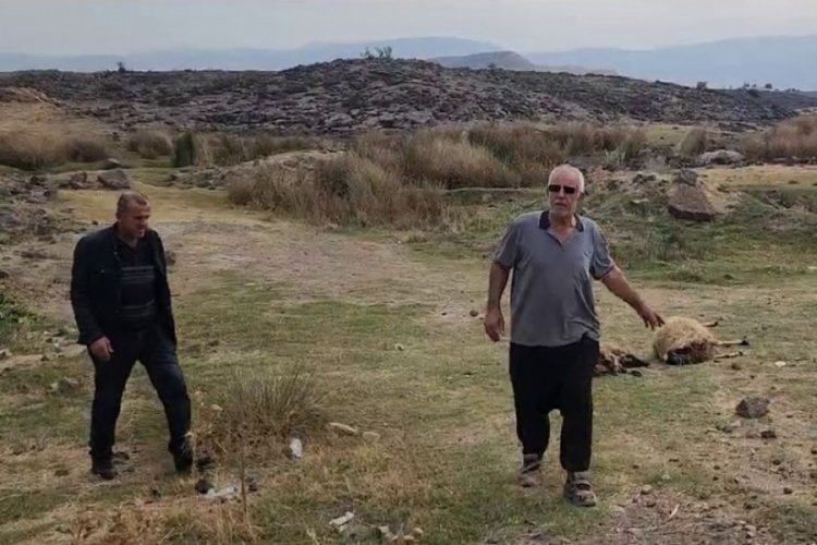 K&uuml;&ccedil;&uuml;kbaş hayvan s&uuml;r&uuml;s&uuml;n&uuml;n arasına otomobil daldı!