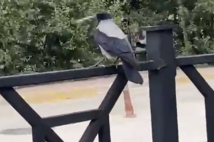 Karganın sigara sevdası izleyenleri g&uuml;l&uuml;msetti!