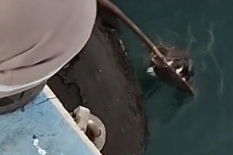 Denize d&uuml;şen kedi bakın nasıl kurtarıldı