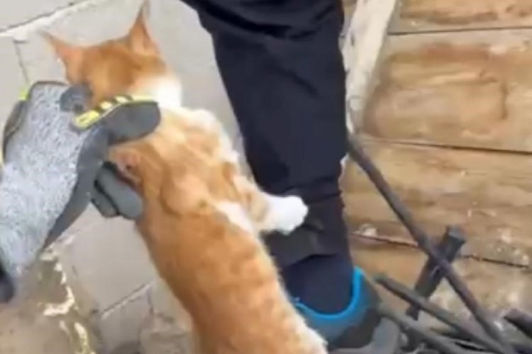 Nevşehir'de kedi operasyonu