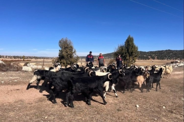 Mersin'de kaybolan hayvanları jandarma ekipleri buldu