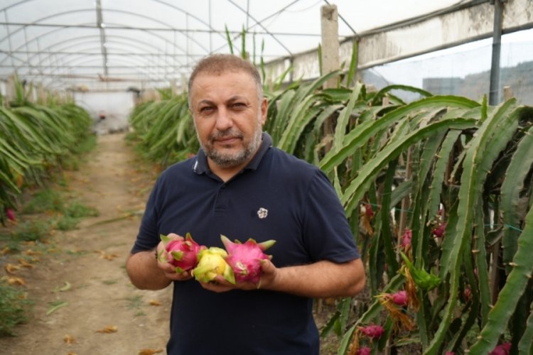 Bilecik'te ejder meyvesi hasadı