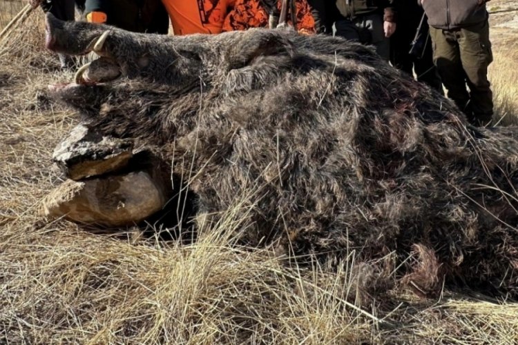 Elazığ'da yabancı avcılar 300 kiloluk yaban domuzu avladı