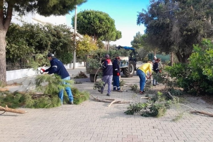 Didim'de Park Bahçeler Müdürlüğü ekipleri budama çalışmaları yürütüyor