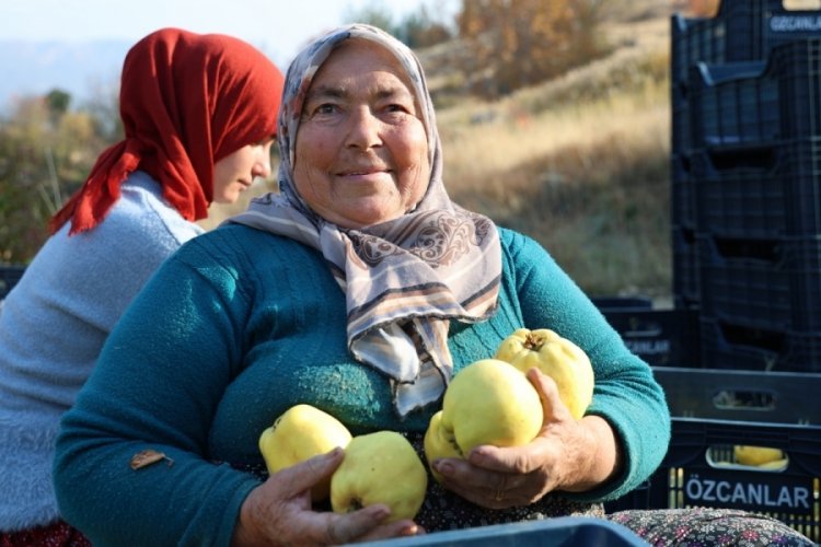 Kahramanmaraş'tan ayva ihracatı