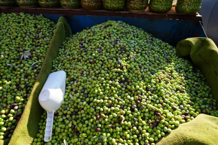 Kilis'te yeşil zeytin tezgahlarda