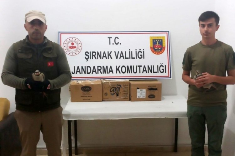 Kaçak avcılar jandarma kontrolüne takıldı