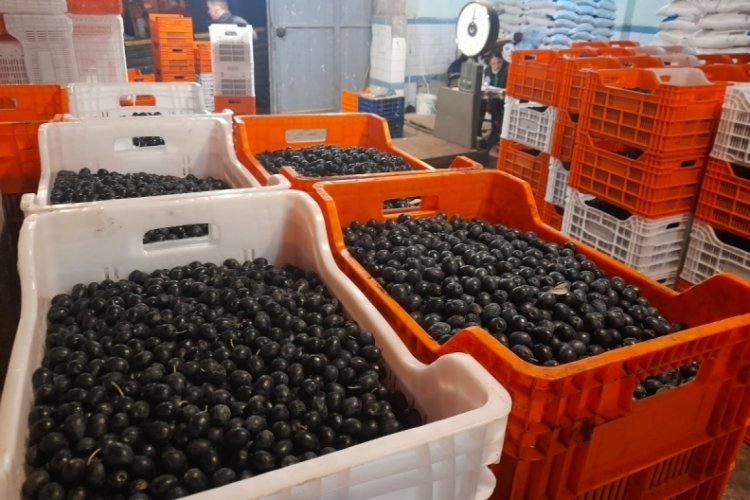 Tarım kredi kooperatifleri&nbsp;zeytin alım fiyatlarını açıkladı!&nbsp;