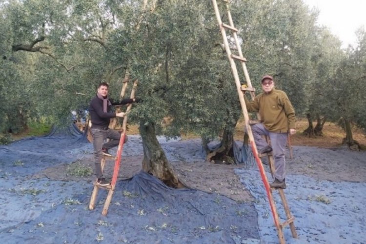 Bursa'da zeytin ağacından düşmeler artınca İlçe Tarım Müdürlüğü'nden uyarı geldi!