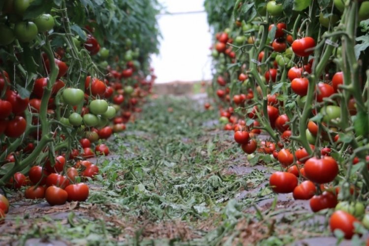 Erzincan'da jeotermal sera: 700 ton hasat