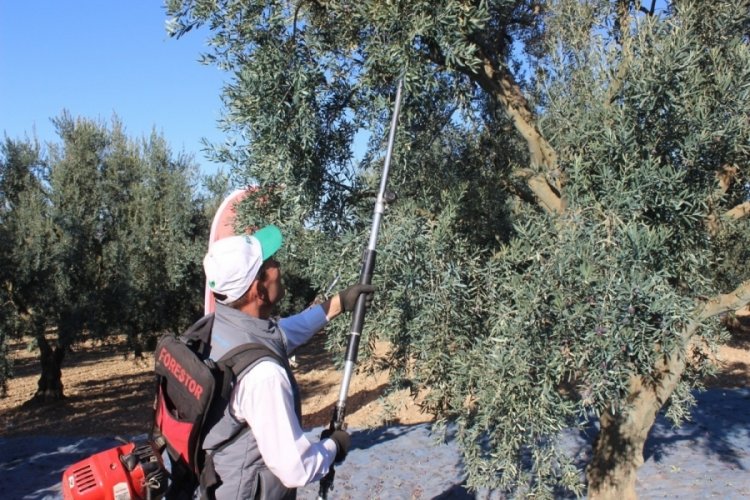 Bilecik'te zeytin hasadı: 2 bin 500 ton zeytin...