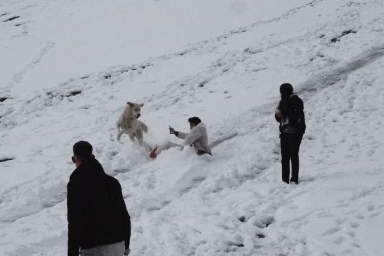 Rize'de çoban köpeği renkli görüntüler oluşturdu