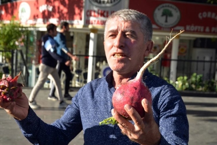 Trump'ın zaferi i&ccedil;in turp dağıttı!