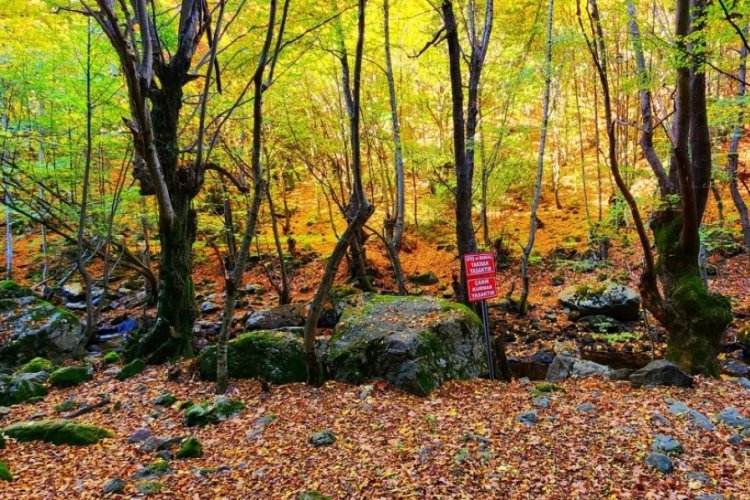 Yalova'da kent ormanı sonbaharın pastel renkleriyle b&uuml;y&uuml;ledi!
