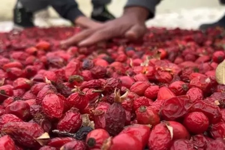 Kuşburnu'nun hasadı başladı, kilosu 155 lira!